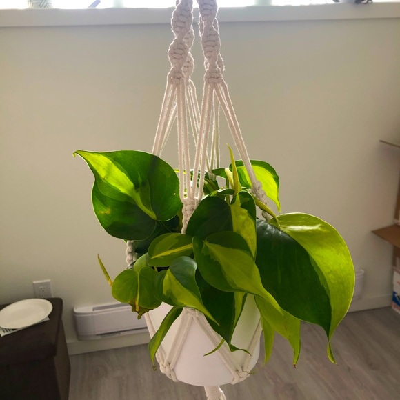 Macrame Plant Hanger - Picture 3 of 4